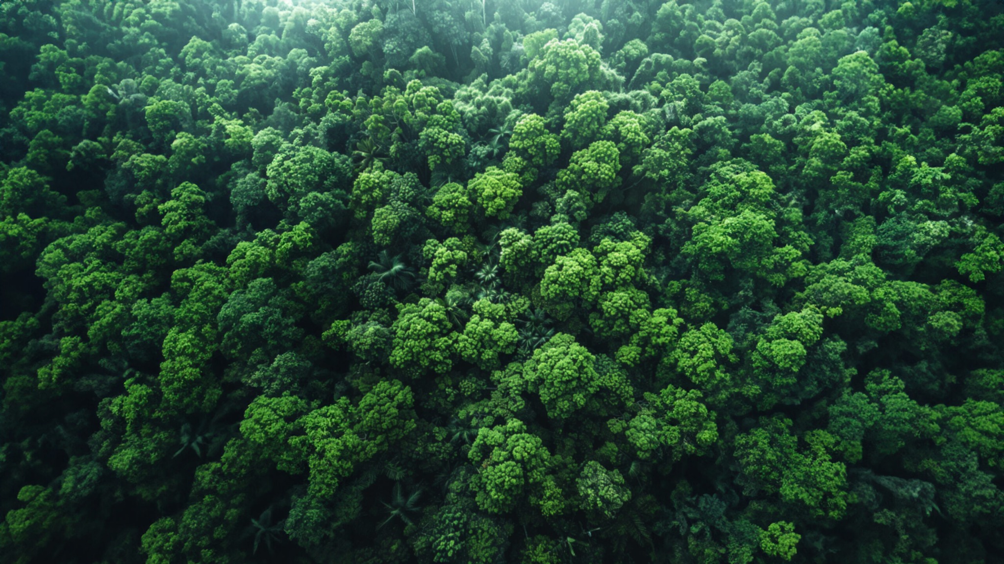 茂密森林樹冠空拍｜囍樹首頁輪播首圖